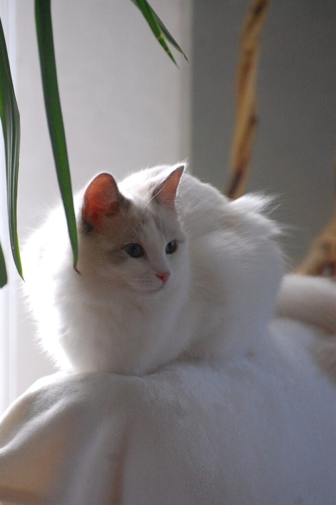 fehér macska fajták - ragdoll