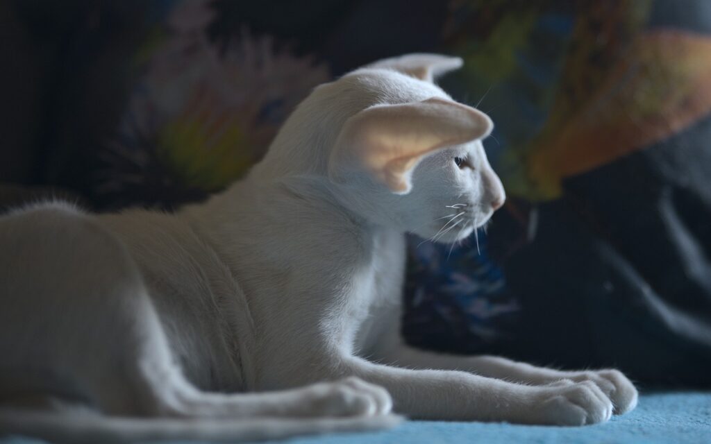 fehér macskafejták - •	Keleti rövidszőrű