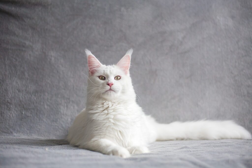 fehér macska fajták - main coon