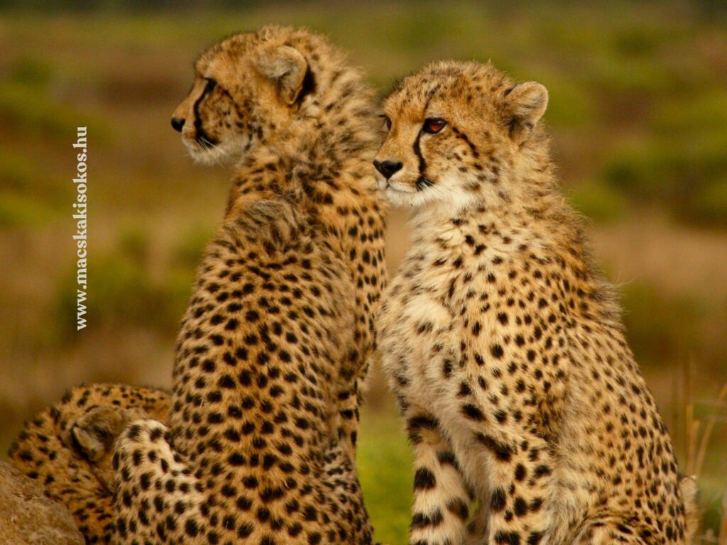 Két fiatal gepárd ül egymás mellett, pettyes bundával és fekete könnycsíkokkal.
