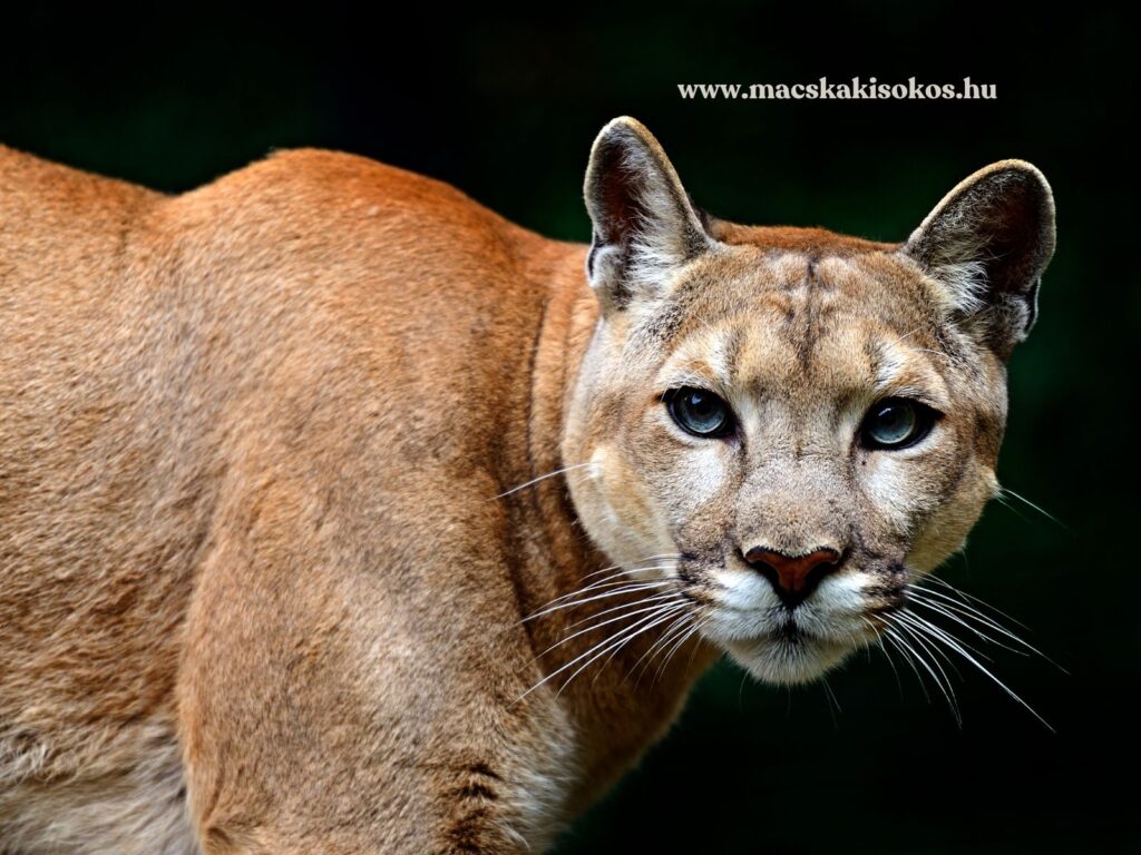 Puma áll sötét háttér előtt, barnás bundával és világos pofával.