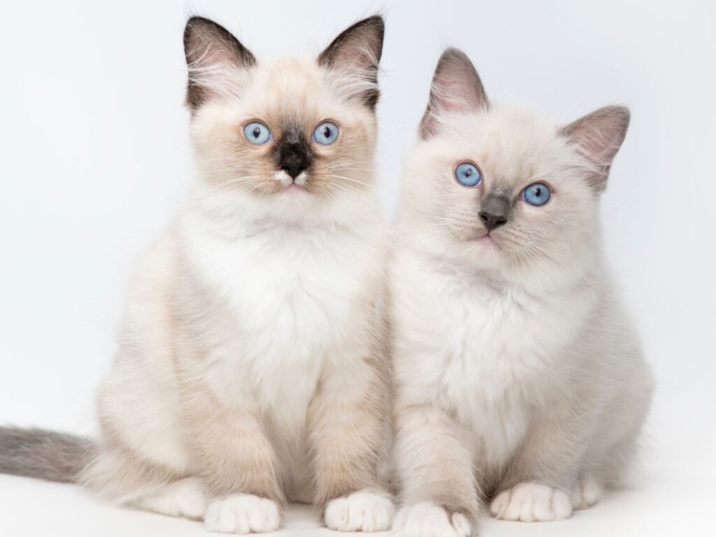 Két ragdoll, más néven rongybaba macska. Ez a fajta az egyiklegjobb választás gyermekes családok számára.