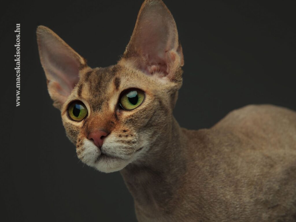 A képen egy Peterbald macska látható, jellegzetesen nagy, ék alakú fülekkel és rövid, finom szőrzetével. A macska nagy, élénk zöld szemei és éber tekintete kiemelik intelligens és kíváncsi természetét. A fajta egyedi megjelenése különleges szépséget kölcsönöz neki.