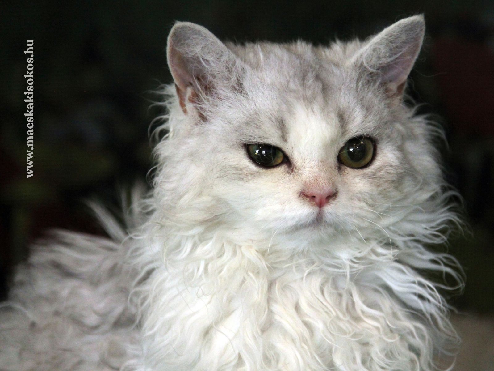 A képen egy hosszúszőrű, göndör bundájú macska látható, amely a Selkirk Rex fajtához tartozik. A macska világos, krémszínű bundával és nagy, sötét szemekkel rendelkezik. Nyugodt, éber tekintete kiemeli a különleges, puha és göndör szőrzetét, amely a fajtára jellemző.