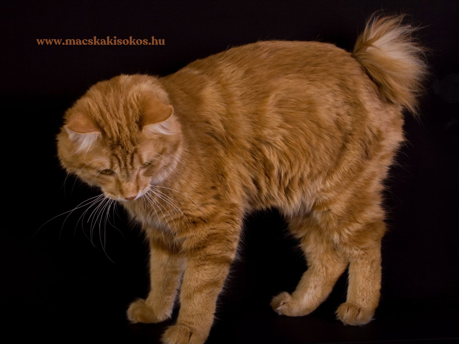 Kuriliai bobtail, vagyis csonkafarkú macska vörös bundával és bolyhos rövid farokkal, fekete háttér előtt.