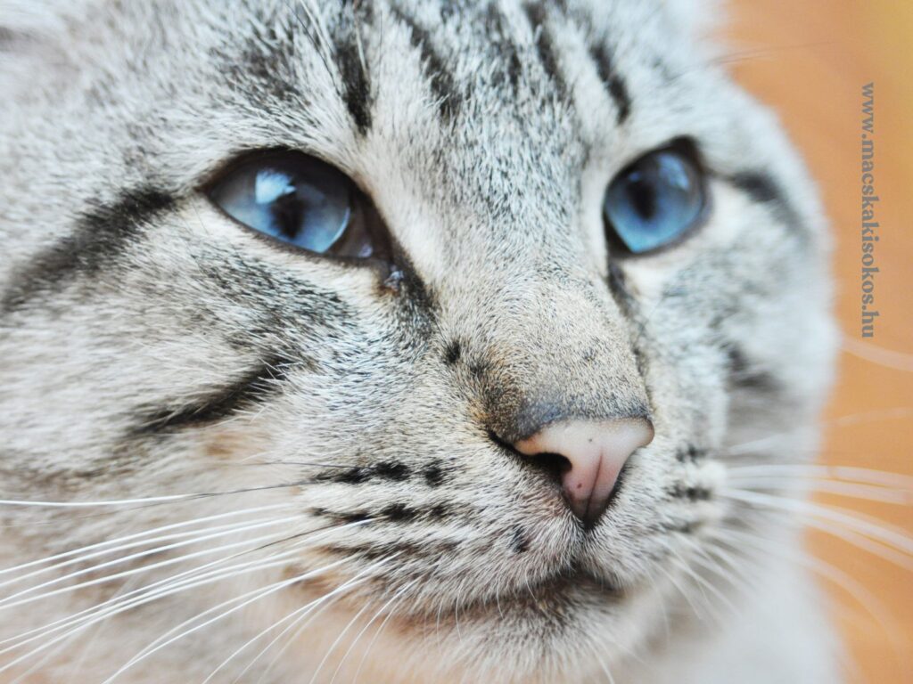 Egy Ojos Azules macska közeli portréja, amelynek intenzív kék szemei és különleges mintázatú bundája lenyűgöző látványt nyújt. Ez a ritka macskafajta jellegzetesen kontrasztos színeivel és mély tekintetével hódítja meg a macskakedvelők szívét.