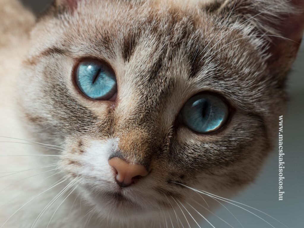 Ojos Azules macska közeli portréja, élénk kék szemekkel és világos, csíkos bundával.