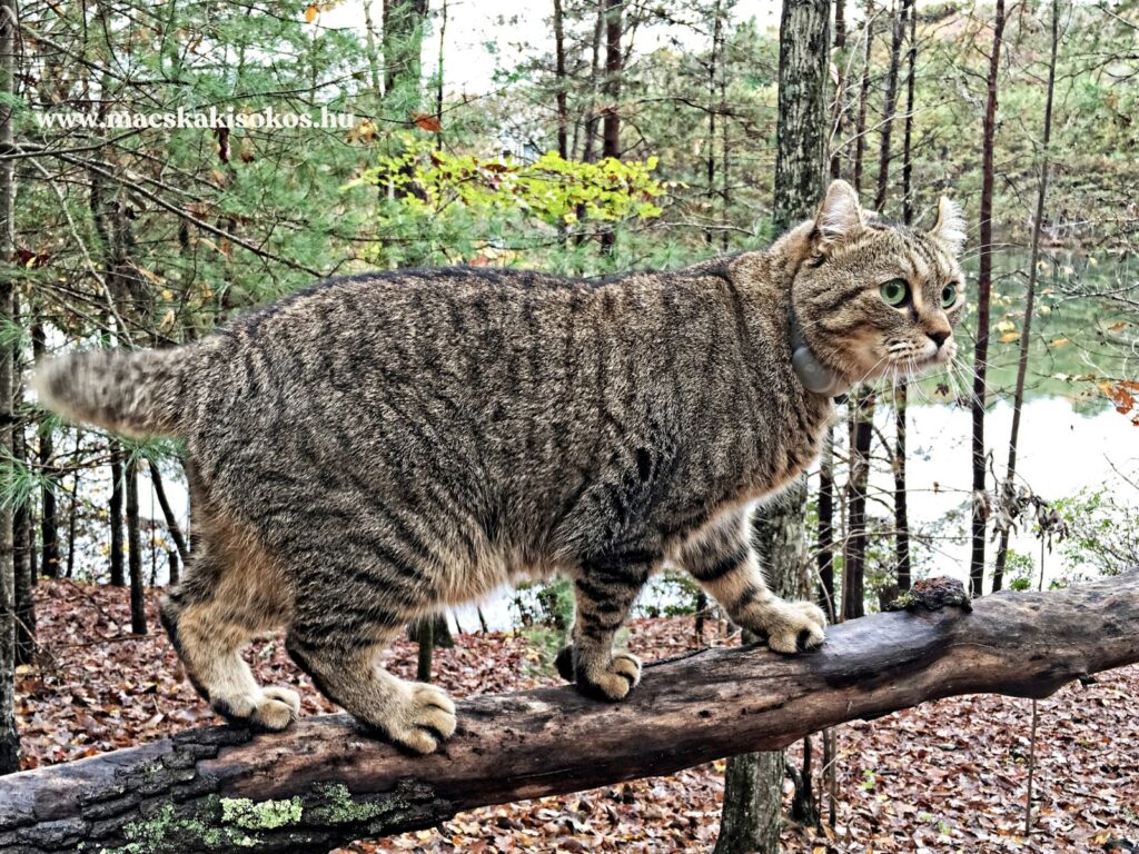 Highland Lynx macska vastag csíkozott bundával, rövid farokkal és jellegzetes fülekkel egy faágon egyensúlyozva.