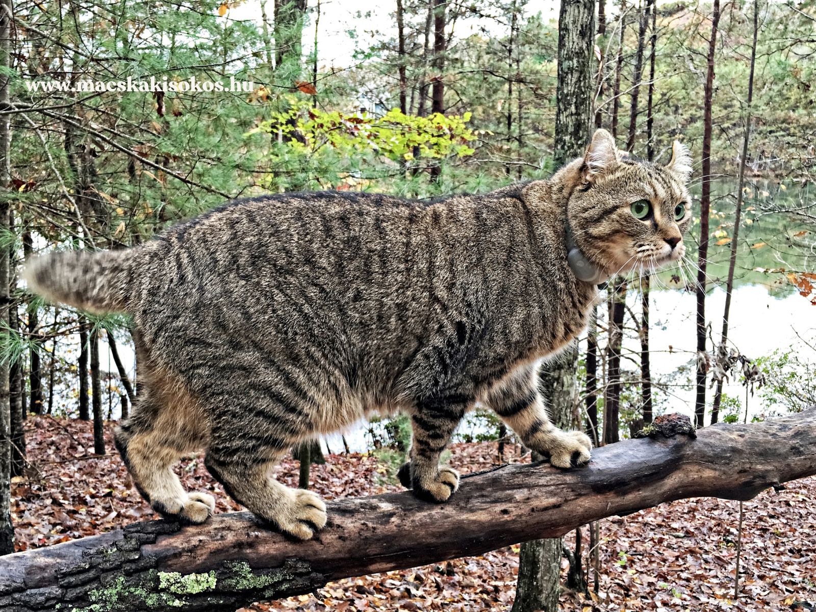 Highland Lynx macska vastag csíkozott bundával, rövid farokkal és jellegzetes fülekkel egy faágon egyensúlyozva.