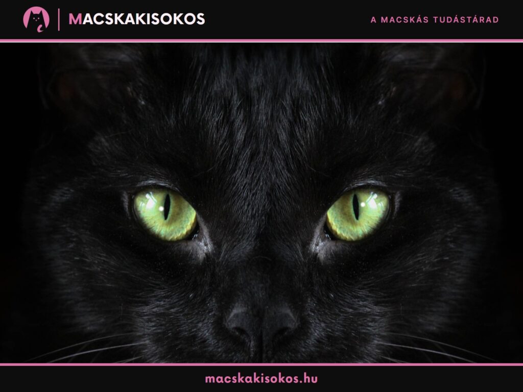 Fekete macska élénkzöld szemekkel, az ókori egyiptomi macskamúmiák témáját illusztráló sötét hangulatú képen.