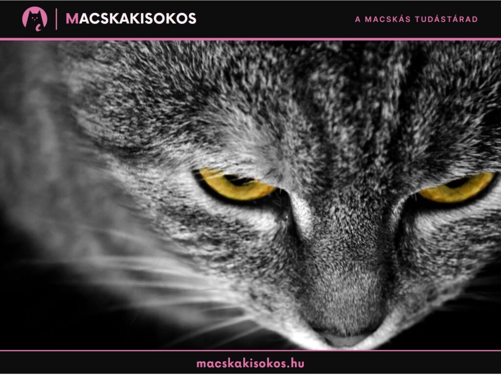 Szürke macska sárga szemekkel, drámai közelképen az ókori egyiptomi macskamúmiákról szóló cikk illusztrációjaként.