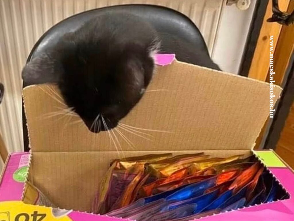 James, a fekete-fehér tuxedo macska egy nagy doboznyi tasakos macskaeledelt szemlél.