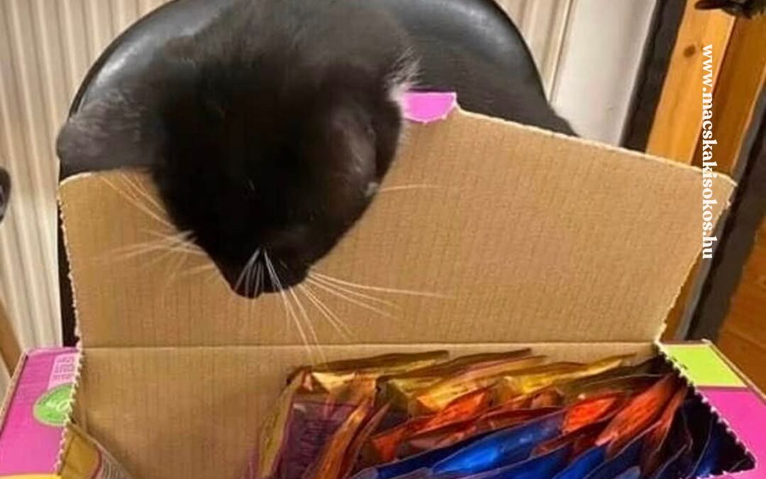 James, a fekete-fehér tuxedo macska egy nagy doboznyi tasakos macskaeledelt szemlél.