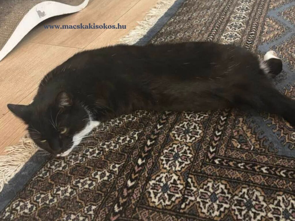 James, a fekete-fehér tuxedo macska elnyúlva fekszik egy mintás perzsaszőnyegen a lakásban.