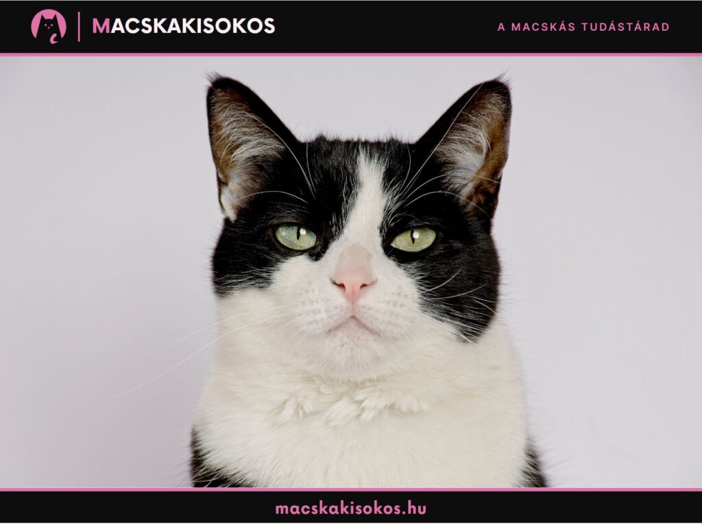 Fekete-fehér macska zöld szemekkel, a macska színe és személyisége témájú cikk illusztrációjaként