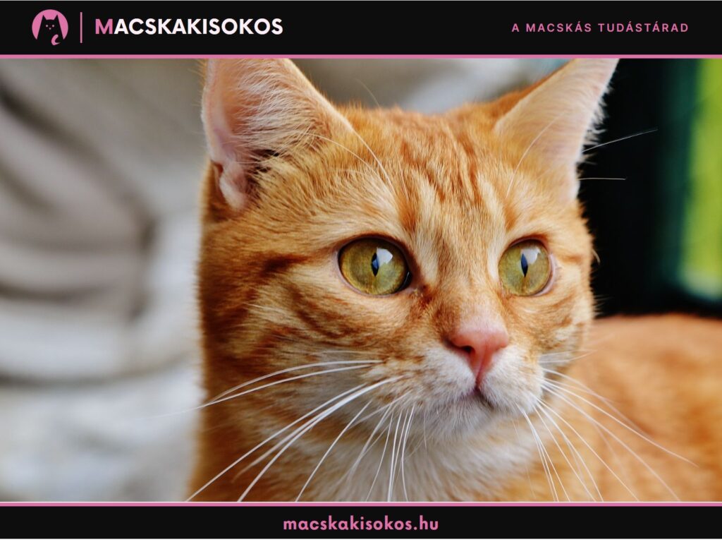 Vörös cirmos macska sárgászöld szemekkel, a szőrszín és a macska személyisége közötti kapcsolat illusztrációjaként.