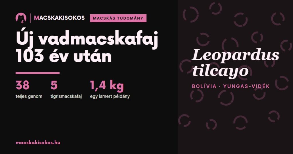 Új vadmacska fajt fedeztek fel Dél-Amerikában